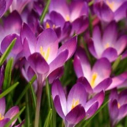 Tommasini's Ruby Giant Crocus 9 Tommasini's Ruby Giant Crocus -Perennial Zone crocus tommasinianus bulbs ruby giant 39150 1 web