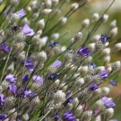 Cupid's Dart (Catanache) 7 Cupid's Dart (Catanache) -Perennial Zone cupids dart catananche caerulea garden before bloom