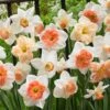 60 Days Of Daffodils Mix