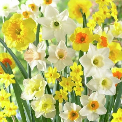 Fragrant Daffodil Mix 1 Fragrant Daffodil Mix