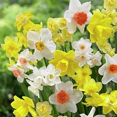 Fragrant Daffodil Mix 2 Fragrant Daffodil Mix - Image 2