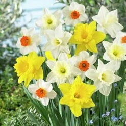 Large Cupped Daffodil Mix -Perennial Zone daffodillargecuppedmix5