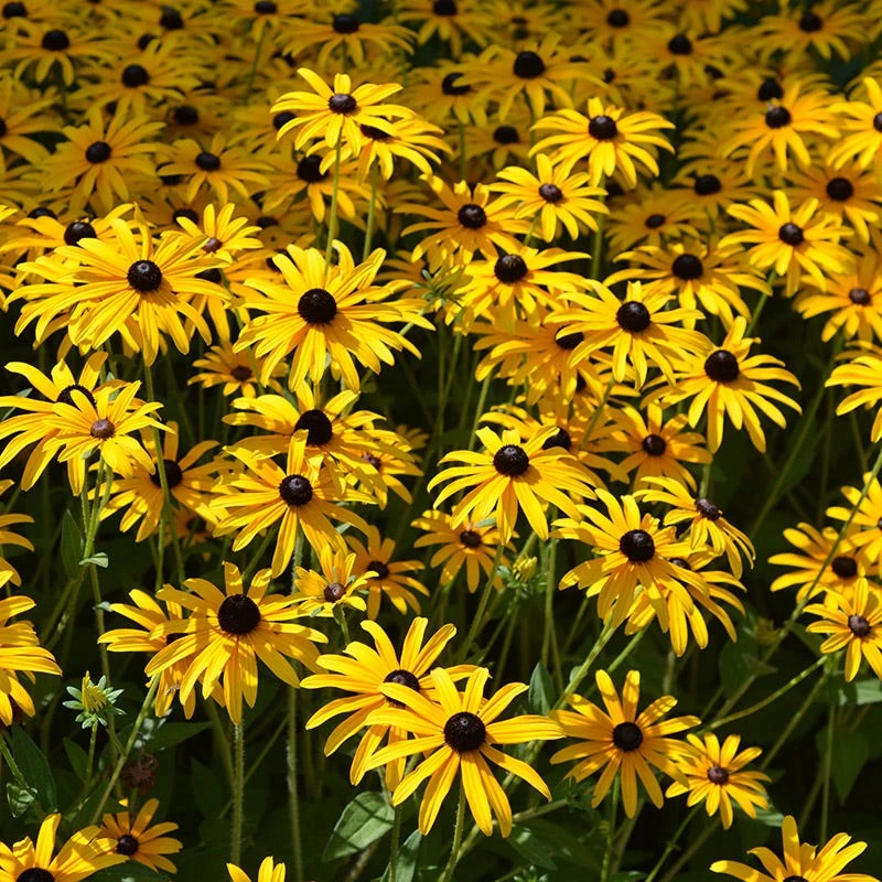 Deam's Black Eyed Susan 2 Deam's Black Eyed Susan - Image 2