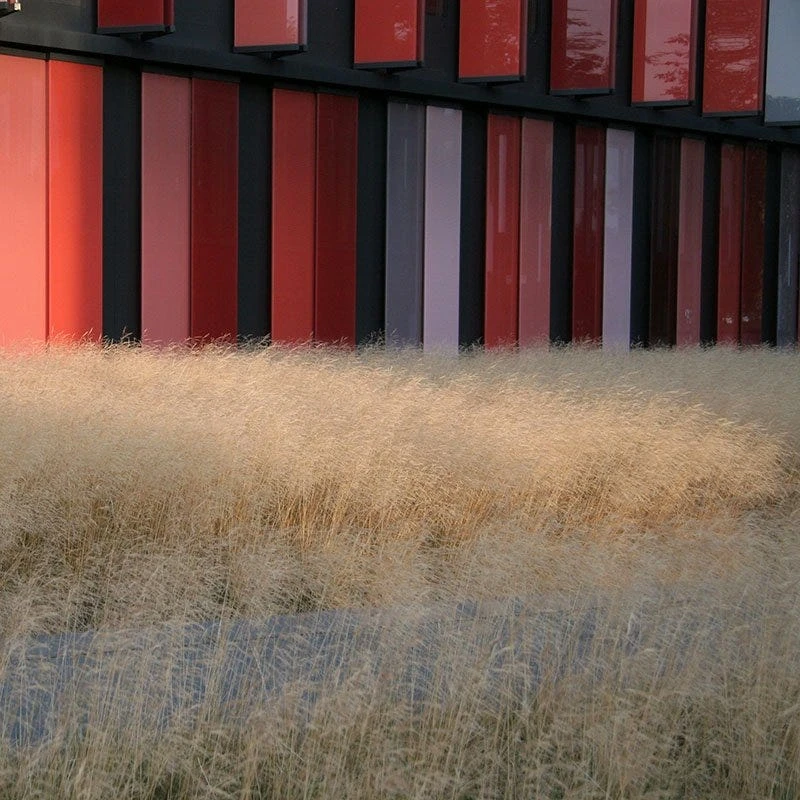 Gold Dew Tufted Hair Grass 3 Gold Dew Tufted Hair Grass - Image 3