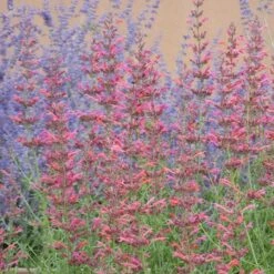 Desert Sunrise® Agastache -Perennial Zone desert sunrise agastache close up