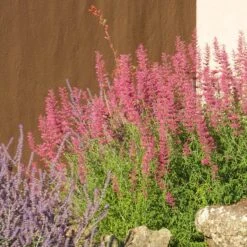 Desert Sunrise® Agastache -Perennial Zone desert sunrise agastache rock garden