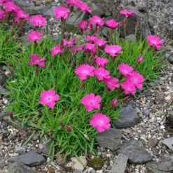 Kahori Pink® Dianthus -Perennial Zone dianthus kahor pink