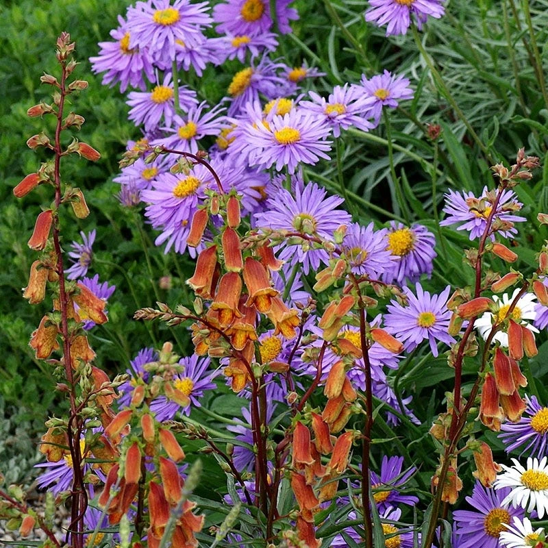 Sunset Foxglove 2 Sunset Foxglove - Image 2