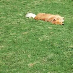 Dog Tuff™ Grass Plugs 12 Dog Tuff™ Grass Plugs -Perennial Zone dog tuff grass hblb870 with dog