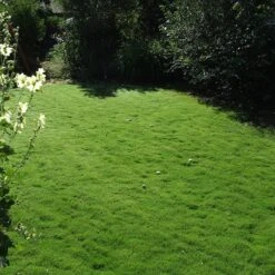 Dog Tuff™ Grass Plugs 15 Dog Tuff™ Grass Plugs -Perennial Zone dog tuff grass plug lawn