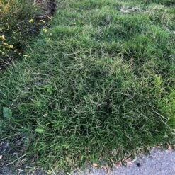 Dog Tuff™ Grass Plugs 14 Dog Tuff™ Grass Plugs -Perennial Zone dog tuff grass plugs close