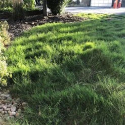 Dog Tuff™ Grass Plugs 13 Dog Tuff™ Grass Plugs -Perennial Zone dog tuff grass plugs dog friendly grass