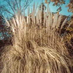 Dwarf Pampas Grass -Perennial Zone dwarf pampas grass winter