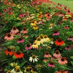 Cheyenne Spirit Echinacea -Perennial Zone echinacea cheyenne spirit 600