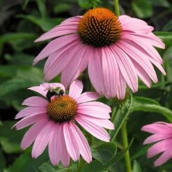 Magnus Echinacea -Perennial Zone echinacea magnus walters garden