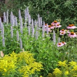 Blue Fortune Agastache 7 Blue Fortune Agastache -Perennial Zone echinacea purpurea agastache blue fortune solidago