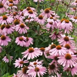 Magnus Echinacea -Perennial Zone echinacea magnus garden flowers 1