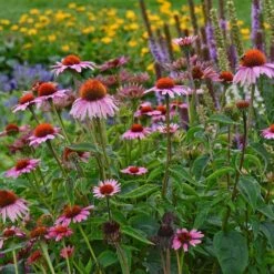 Magnus Echinacea -Perennial Zone echinacea magnus garden 1