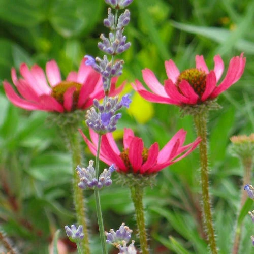 Rocky Top Echinacea 1 Rocky Top Echinacea