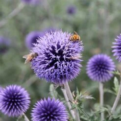 Blue Glow Echinops -Perennial Zone echinops blue glow honeybees sally guthart close up 1