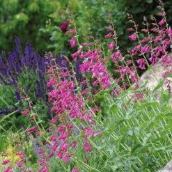 Coconino County Desert Penstemon 15 Coconino County Desert Penstemon -Perennial Zone emmis oure penstemon coconino county 3 cropped 1