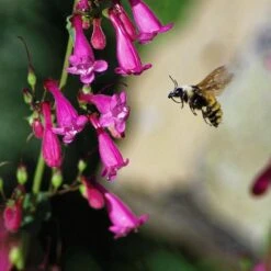 Coconino County Desert Penstemon 12 Coconino County Desert Penstemon -Perennial Zone emmis oure penstemon coconino county with bee cropped 1