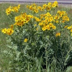 Engelmann's Daisy (Engelmannia) 6 Engelmann's Daisy (Engelmannia) -Perennial Zone engelmannia texas roadway pgh 1