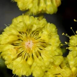 Kannah Creek® Sulphur Buckwheat -Perennial Zone eriogonum umbellatum sulphurflower buckwheat 1