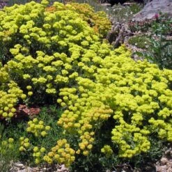 Kannah Creek® Sulphur Buckwheat -Perennial Zone eriogonum umbellatum v aureum kanah creek 49695 1