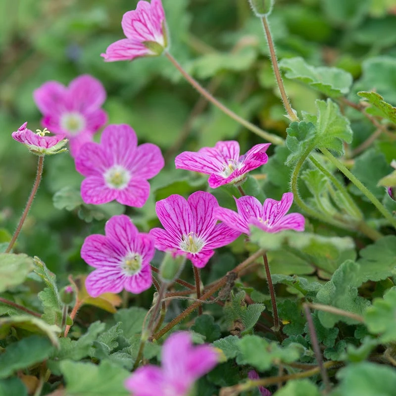 Bishop's Form Heronsbill (Erodium) 2 Bishop's Form Heronsbill (Erodium) - Image 2