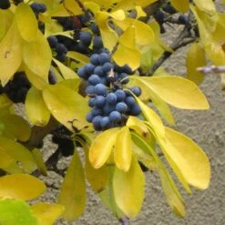 Berry Girl New Mexico Privet -Perennial Zone forestiera neomexicana fall foliage and fruit 52550 1