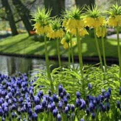 Yellow Crown Imperial -Perennial Zone fritallarialutea 1