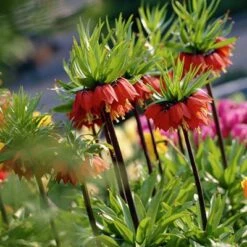 Red Crown Imperial -Perennial Zone fritillariared2