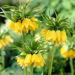 Yellow Crown Imperial -Perennial Zone fritillariayellow1 1