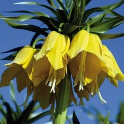 Yellow Crown Imperial -Perennial Zone fritillariayellow 1