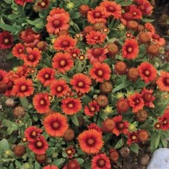 Arizona Red Shades Gaillardia -Perennial Zone gaillardia arizona red shades flowers