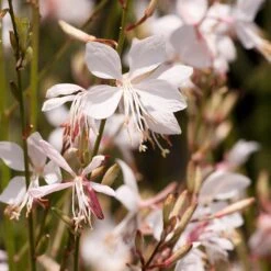 Snow Fountain Gaura -Perennial Zone gaura lindheimeri snowfountain bloom