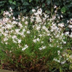 Perennial Zone -Perennial Zone gaura snow fountain plant haven 1