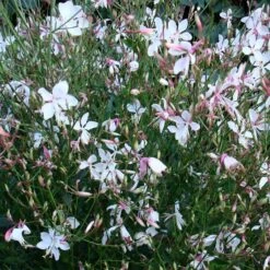Snow Fountain Gaura -Perennial Zone gaura snow fountain plant haven