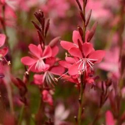 Perennial Zone -Perennial Zone gaura whiskers deep rose