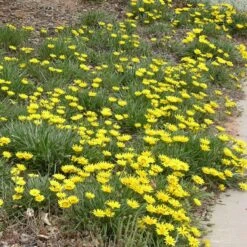 Colorado Gold® Gazania -Perennial Zone gazania linearis colorado gold treassure gold flower