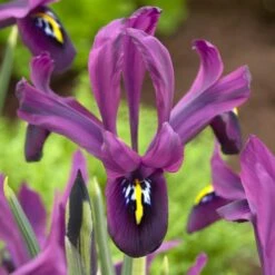 George Specie Iris (Mini Iris) -Perennial Zone george mini iris specie iris purple