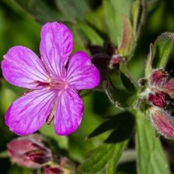 Sticky Geranium -Perennial Zone geranium viscosissimum 3