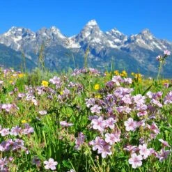 Sticky Geranium -Perennial Zone geranium viscosissimum 4