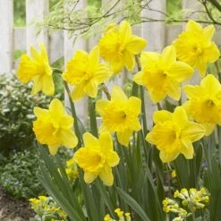 Gigantic Star Large Cupped Daffodil -Perennial Zone gigantic star daffodil narcissus cropped 1