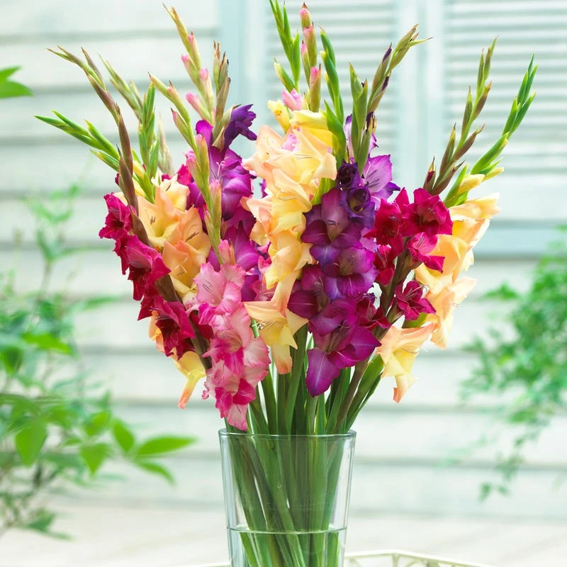 Mardi Gras Gladiolus Mix 1 Mardi Gras Gladiolus Mix