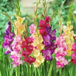 Rainbow Gladiolus Mix -Perennial Zone gladiolusmix3 1