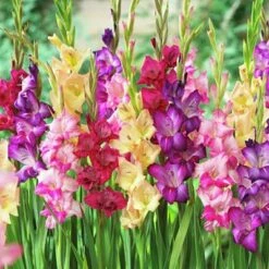 Rainbow Gladiolus Mix -Perennial Zone gladiolusmix4 1