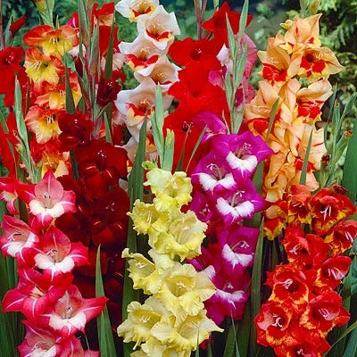 Parrot Gladiolus Mix 1 Parrot Gladiolus Mix