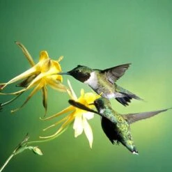 Golden Spur Columbine -Perennial Zone golden spur columbine aquilegia